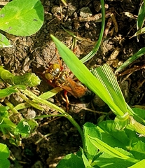 Liris haemorrhoidalis