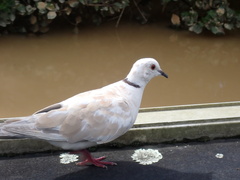 Streptopelia roseogrisea