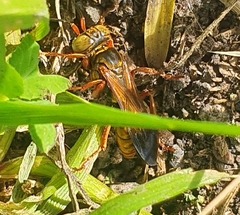 Liris haemorrhoidalis