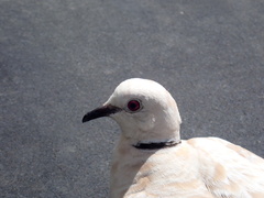 Streptopelia roseogrisea