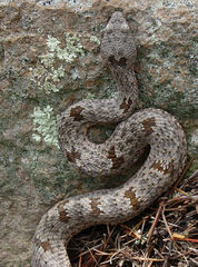Crotalus lepidus klauberi