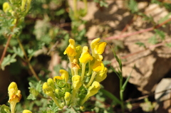 Scutellaria orientalis