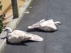 Streptopelia roseogrisea