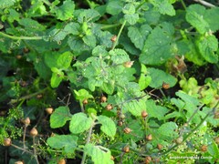 Scrophularia scorodonia