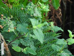Scrophularia scorodonia