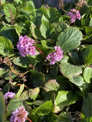 Bergenia crassifolia