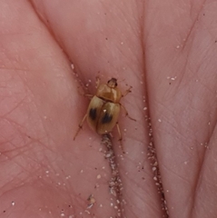 Pachyphaleria capensis