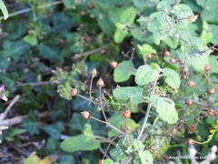Scrophularia scorodonia