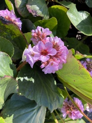 Bergenia crassifolia