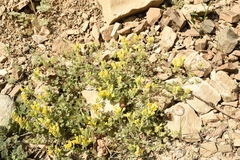 Scutellaria orientalis