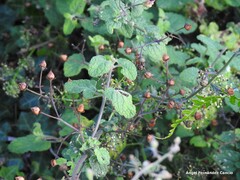 Scrophularia scorodonia