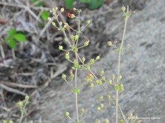 Scrophularia scorodonia