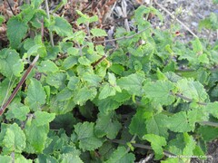 Scrophularia scorodonia