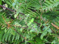 Scrophularia scorodonia