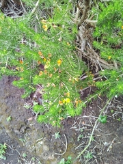 Aspalathus subtingens