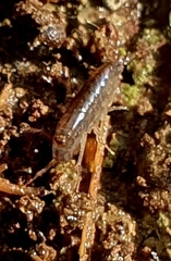 Talitroidea