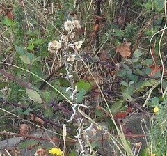 Helichrysum foetidum