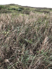 Schizachyrium littorale