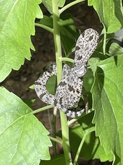Crotalus lepidus klauberi