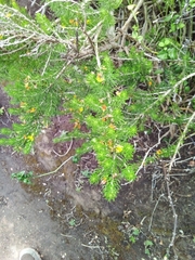 Aspalathus subtingens