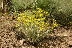 Euphorbia cheiradenia