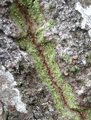 Chaenotheca furfuracea