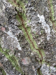 Chaenotheca furfuracea