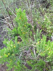 Aspalathus subtingens