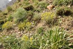 Euphorbia cheiradenia