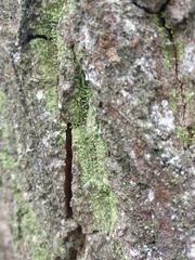 Chaenotheca furfuracea