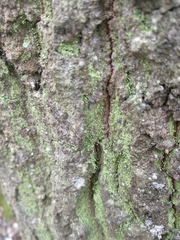 Chaenotheca furfuracea