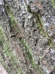 Chaenotheca furfuracea