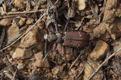 Cicindela javeti