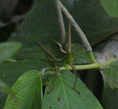 Prionolopha serrata