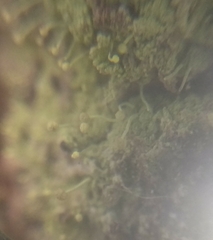 Chaenotheca furfuracea