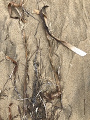 Syringodium filiforme