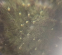 Chaenotheca furfuracea