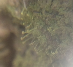 Chaenotheca furfuracea