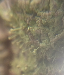 Chaenotheca furfuracea