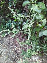 Exomis microphylla axyrioides