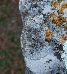 Pyrenodesmia variabilis