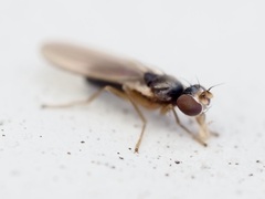 Anthomyzidae