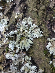 Parmelia submontana