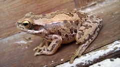 Boana pulchella