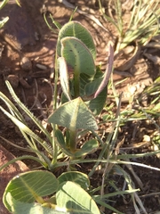 Asclepias albens