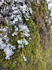 Parmelia submontana