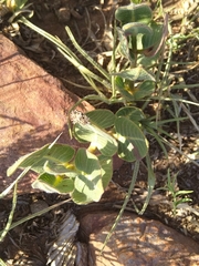 Asclepias albens