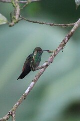 Amazilia tzacatl