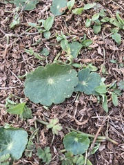 Hydrocotyle umbellata