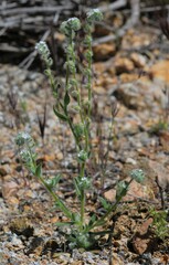 Cryptantha barbigera barbigera